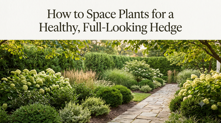 How to Space Plants for a Healthy, Full-Looking Hedge