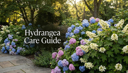 Hydrangea Care Guide