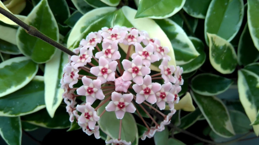 How to Grow Hoya Plants