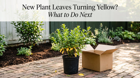 New Plant Leaves Turning Yellow? What to Do Next