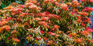 Pieris Shrubs Planting Guide: Sun, Soil, Watering & Care | Garden Goods ...