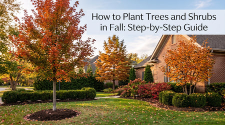 How to Plant Trees and Shrubs in the Fall and Winter: Step-by-Step Guide