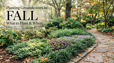 Planting Groundcovers in Fall: What to Plant & Where