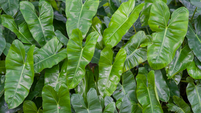 How to Care for Philodendron