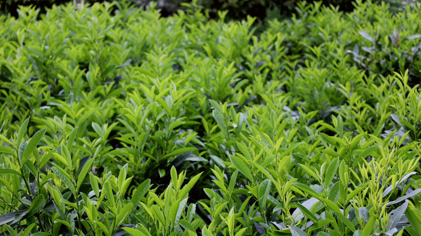 How To Grow Cherry Laurel Shrubs