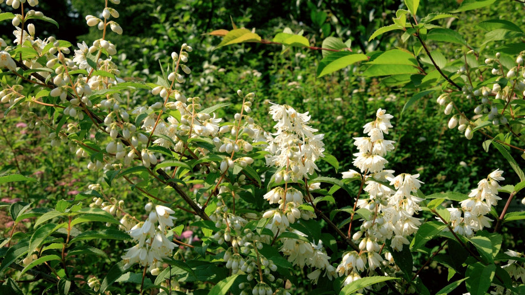 How To Grow Deutzia Shrubs | Garden Goods Direct