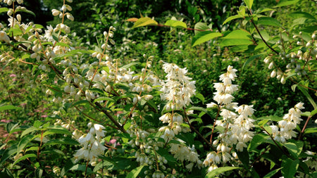 How To Grow Deutzia