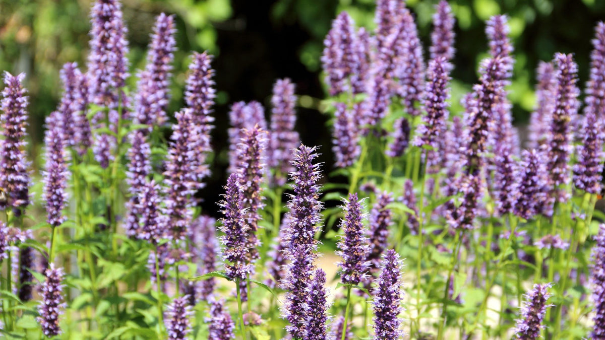 How to Care for Agastache | Garden Goods Direct | Planting Guide