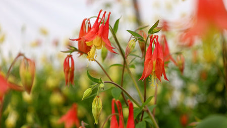 How To Grow Aquilegia