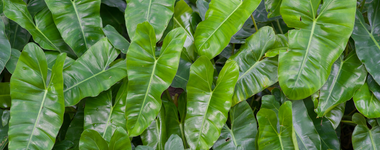 How to Care for Philodendron