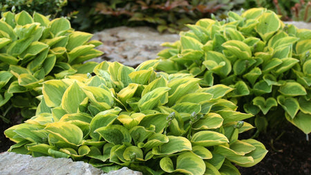 How to Plant Hostas