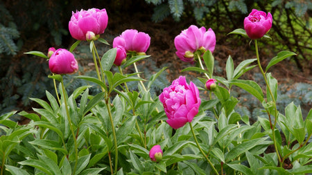  Easy to Grow Peony 'Alexander Fleming' Plant Division (1 Pack)  - Fragrant Pink Flowering Blooms in Spring Gardens : Patio, Lawn & Garden