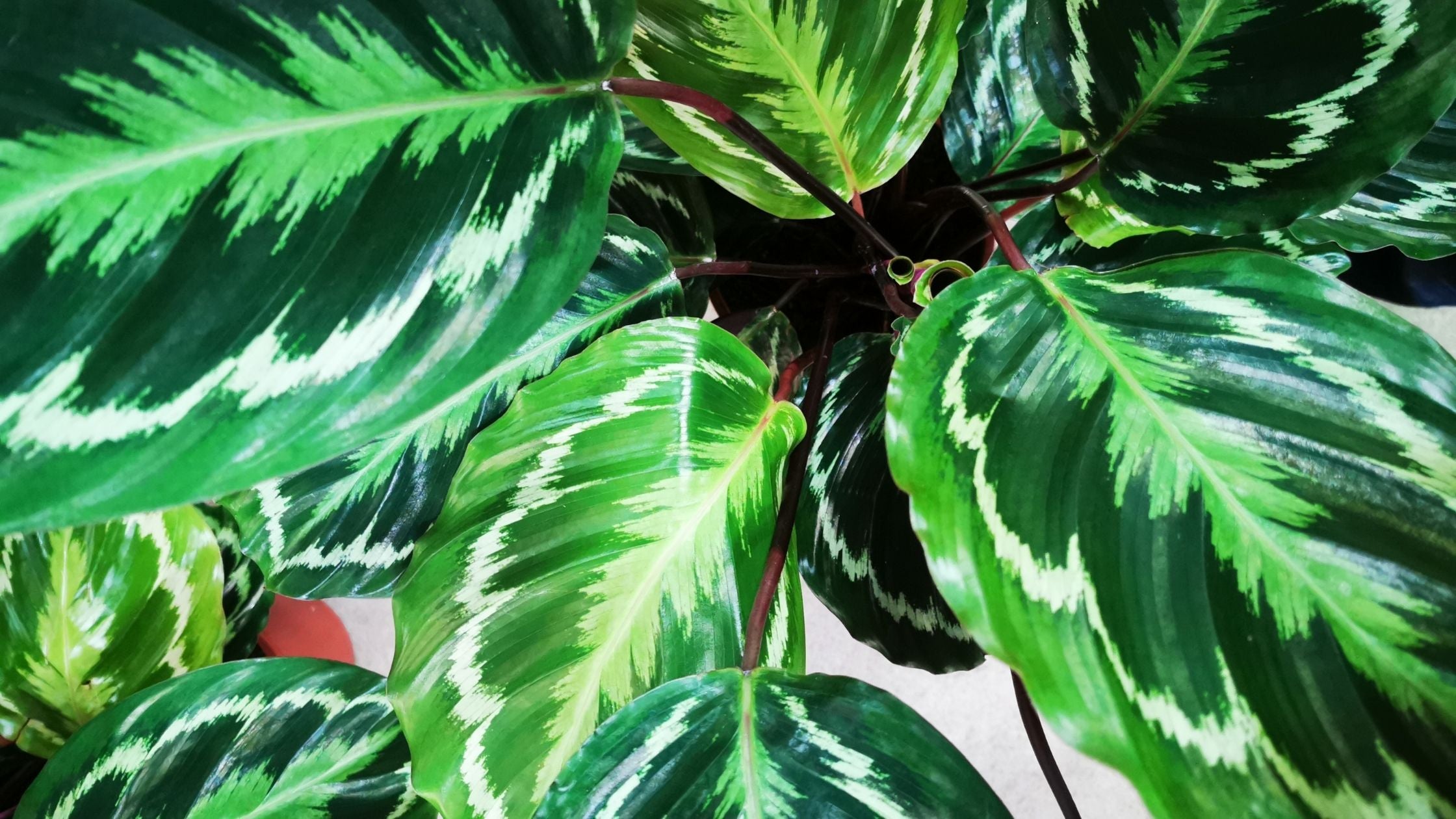 calathea mini mix t7 12 Pack 4.25
