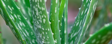 How to Care For Aloe Vera Plants