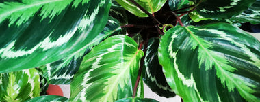 How to Care for Calathea Plants