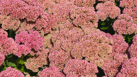 How to Plant Sedums in the Garden