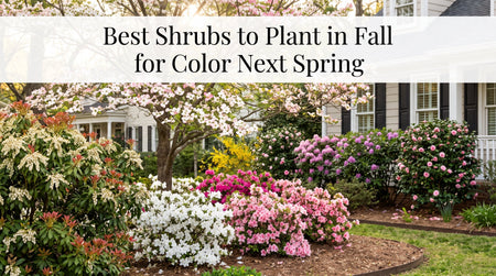 Best Shrubs to Plant in Fall for Color Next Spring