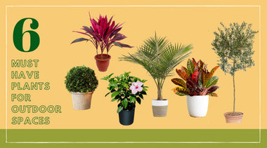 6 Must-Have Plants to Transform Any Outdoor Space