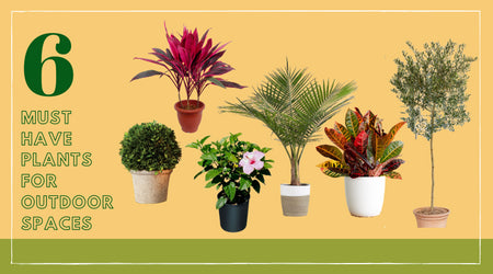 6 Must-Have Plants to Transform Any Outdoor Space