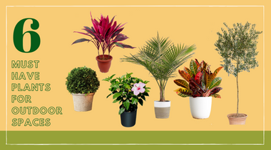 6 Must-Have Plants to Transform Any Outdoor Space
