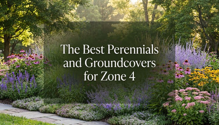 The Best Perennials and Groundcovers for Zone 4 Gardens