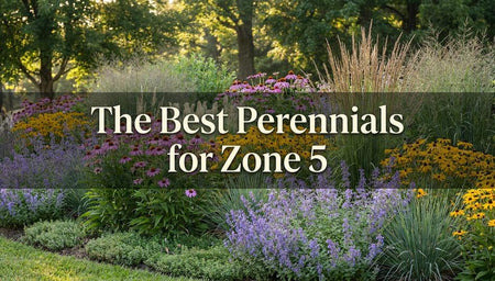 The Best Perennials and Groundcovers for Zone 5