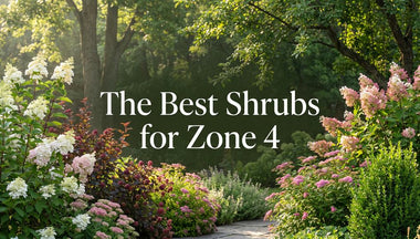 The Best Shrubs for Zone 4: Cold-Hardy Flowering, Evergreen, Native, and Privacy Shrubs
