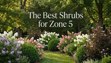 The Best Shrubs for Zone 5: Flowers, Evergreens, Privacy, and Four-Season Color
