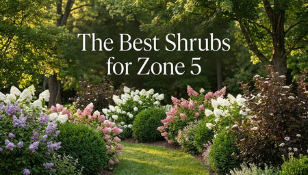 The Best Shrubs for Zone 5: Flowers, Evergreens, Privacy, and Four-Season Color