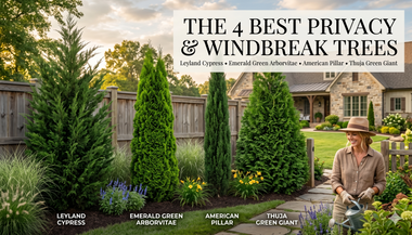 The 4 Best Privacy & Windbreak Trees | Woodie's Take