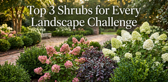 Top 3 Shrubs For Every Landscaping Need