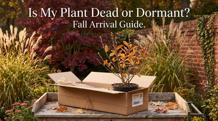 Is My Plant Dead or Dormant? Fall Arrival Guide