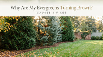 Why Are My Evergreens Turning Brown? Causes & Fixes