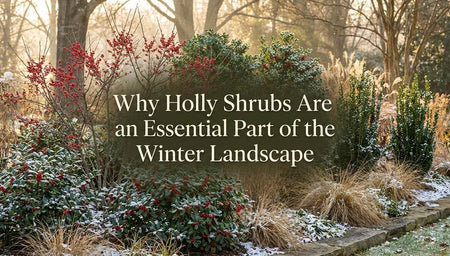 Why Holly Shrubs Are an Essential Part of the Winter Landscape
