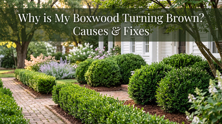 Why is My Boxwood Turning Brown? Causes & Fixes