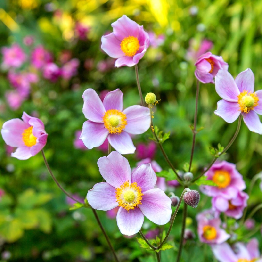 Buy Anemone Online | Garden Goods Direct