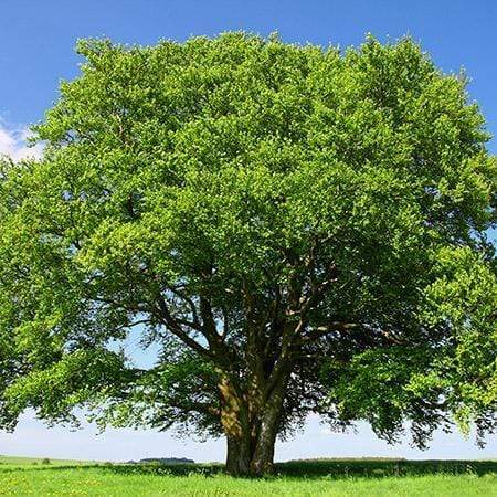 Buy Beech Trees for Sale Online | Garden Goods Direct