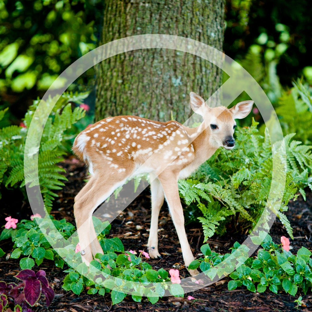 Buy Deer-Resistant Plants | Shrubs, Perennials & Trees – Fast Shipping
