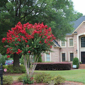 fall blooming red crape myrtle tree