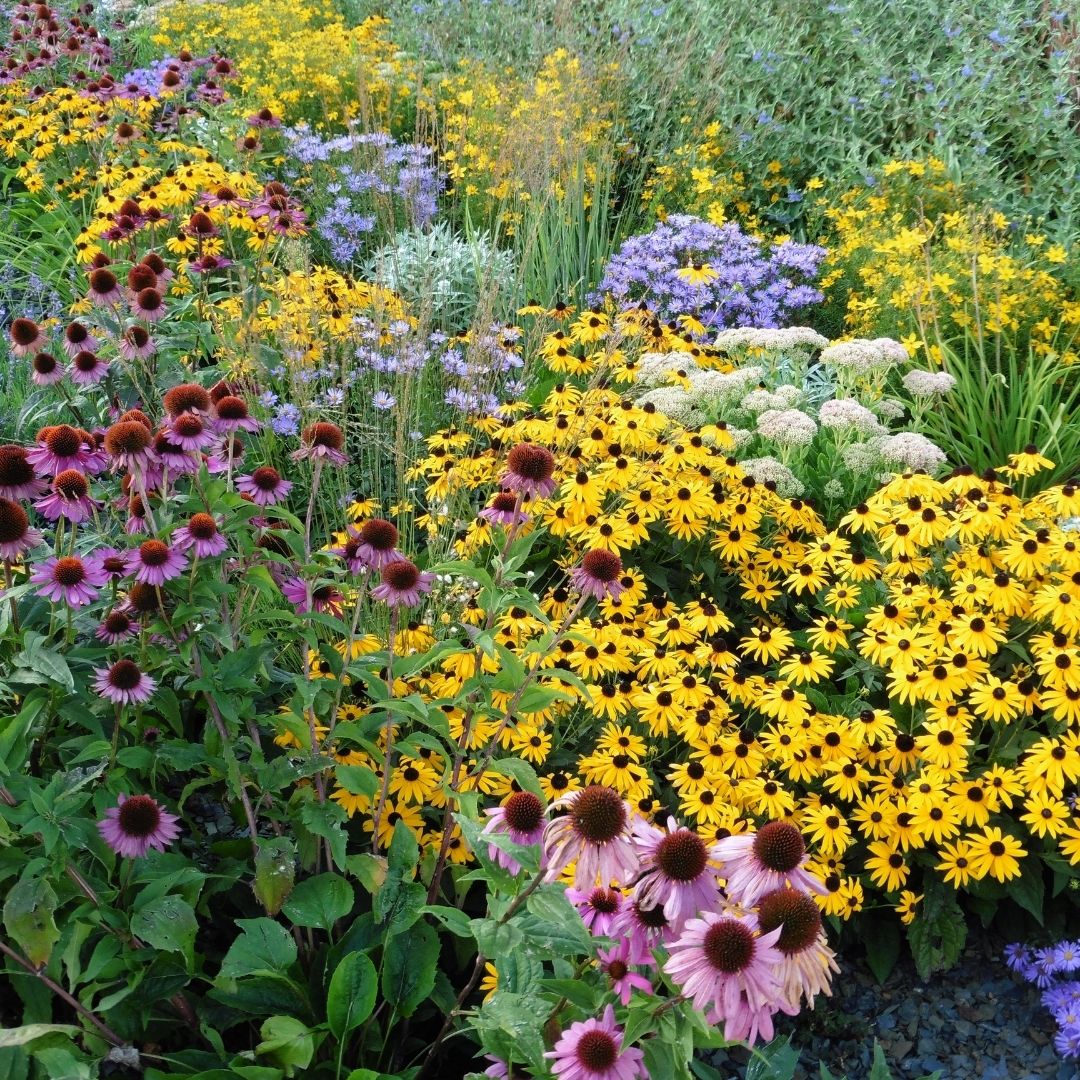 Native Perennial Plants for Sale | Garden Goods Direct