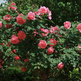 Beautiful coral pink elegant grandiflora rose bush in bloom