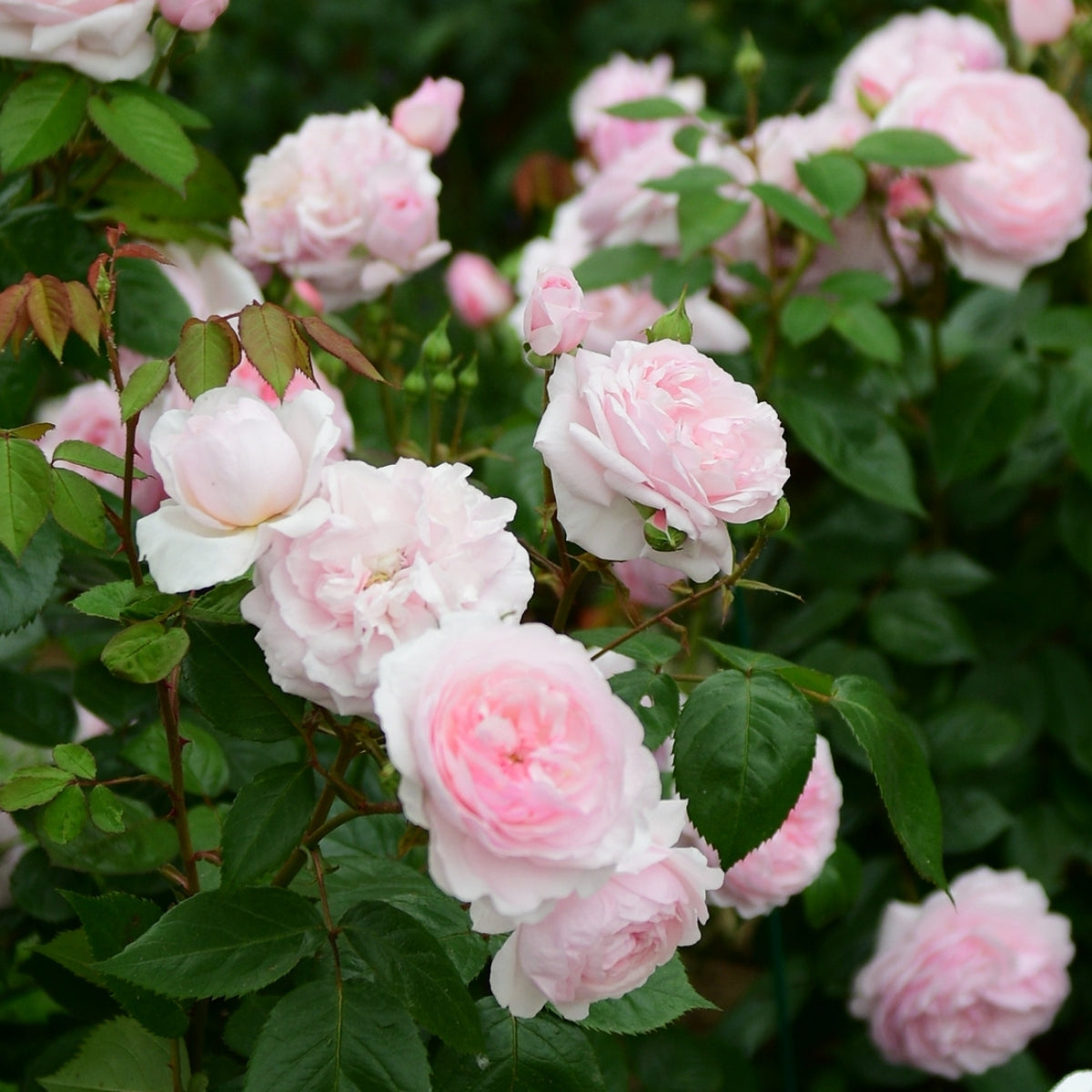 David Austin English Roses for Sale Online | Garden Goods Direct