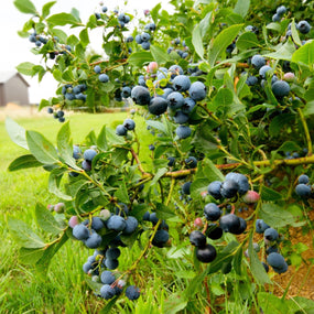 Healthy blueberry bush covered in juicy berries and green foliage in a homestead setting