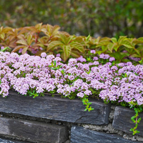 Creeping Thyme growing along a stone wall