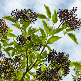 Elderberries