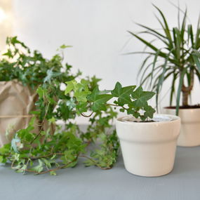 Live Indoor Plants for Sale Online - House Plants | Garden Goods Direct