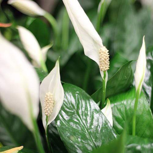 Buy Peace Lily Plants For Sale Online | Garden Goods Direct