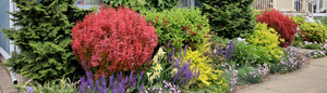 colorful shrubs for the landscape shipped