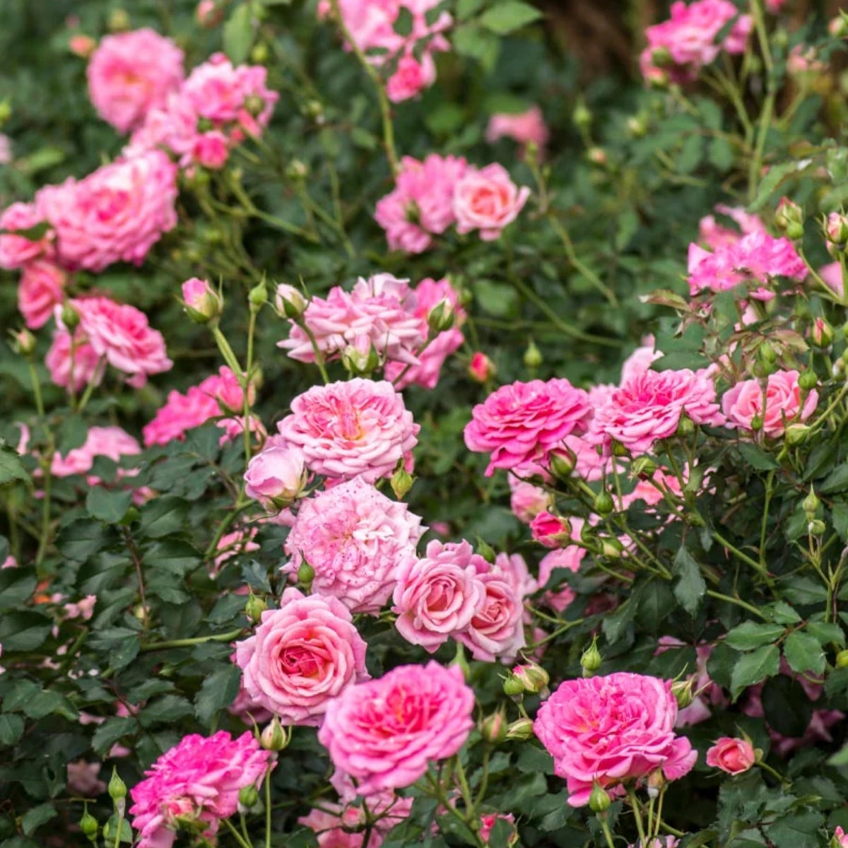 Drift® Groundcover Roses for Sale Online | Garden Goods Direct