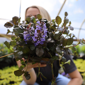 Ajuga Plants